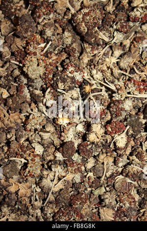 Qolle fleurs utilisées dans la production de teintures naturelles de l'alpaga et la laine de lama, Pérou Banque D'Images