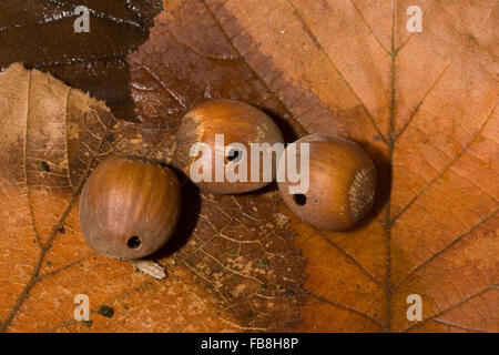 Charançon charançon noisette, noix, larve, Haselnussbohrer Haselnußbohrer Haselnuss-Bohrer,,, larve, la prune, rhynchites coeruleus Balaninus rhynchites coeruleus Banque D'Images