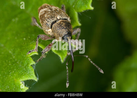 Charançon charançon noisette, noix, Haselnussbohrer Haselnußbohrer Haselnuss-Bohrer,,, la prune, rhynchites coeruleus rhynchites coeruleus Balaninus Banque D'Images