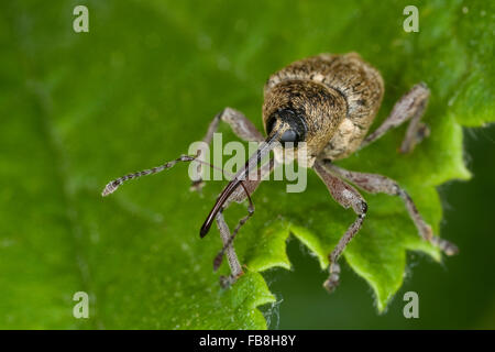 Charançon charançon noisette, noix, Haselnussbohrer Haselnußbohrer Haselnuss-Bohrer,,, la prune, rhynchites coeruleus rhynchites coeruleus Balaninus Banque D'Images