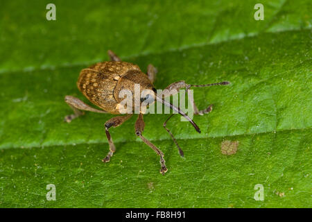 Charançon charançon noisette, noix, Haselnussbohrer Haselnußbohrer Haselnuss-Bohrer,,, la prune, rhynchites coeruleus rhynchites coeruleus Balaninus Banque D'Images