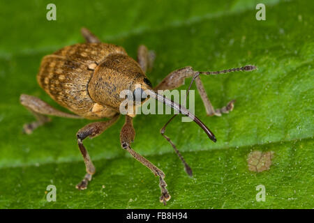 Charançon charançon noisette, noix, Haselnussbohrer Haselnußbohrer Haselnuss-Bohrer,,, la prune, rhynchites coeruleus rhynchites coeruleus Balaninus Banque D'Images