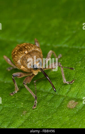 Charançon charançon noisette, noix, Haselnussbohrer Haselnußbohrer Haselnuss-Bohrer,,, la prune, rhynchites coeruleus rhynchites coeruleus Balaninus Banque D'Images