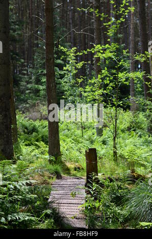 Passerelle en bois en Beecraigs Country Park, West Lothian, Scotland Banque D'Images