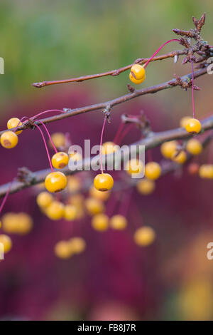 Malus transitoria. Cut leaf pommetier avec des fruits à l'automne Banque D'Images