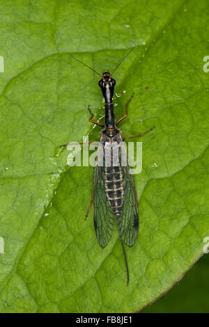 Snakefly, femme, Kamelhalsfliege Schlangenköpfige Kamelhalsfliege Otternköpfchen,,, Weibchen Legebohrer, Raphidia ophiopsis mit Banque D'Images