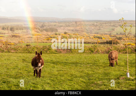 Deux ânes paît dans un champ avec un arc-en-ciel derrière eux à Ballydehob, West Cork, Irlande. Banque D'Images