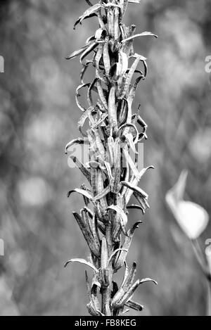 Un endroit sec Oenothera biennis, également appelé evening-primrose, étoile du soir, ou bien déposer, dans le pré à la fin de l'été Banque D'Images