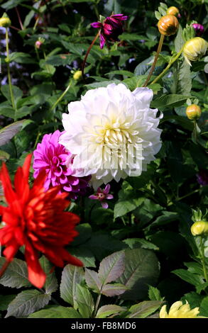 Dans le Dahlia colorés Butchart Gardens Banque D'Images