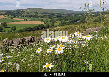 Fleurs vulgare de la marguerre à oeil-de-boeuf Leucanthemum et vue de sifflet sur les Tees de rivière, près de Middleton dans le comté de Teesdale Banque D'Images