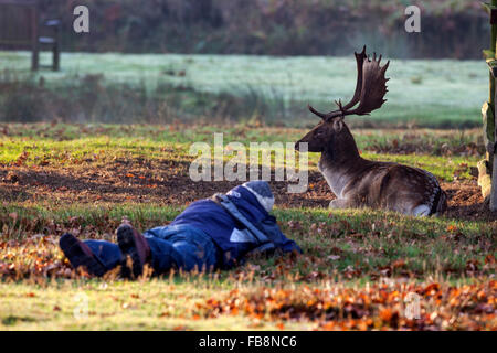 Photographe et nonchalante Stag Daim (Dama dama) England UK Banque D'Images