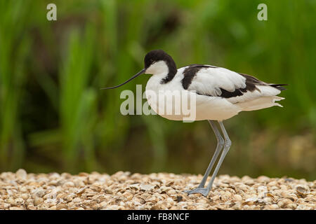 Avocette élégante (Recurvirostra avosetta) - UK Banque D'Images