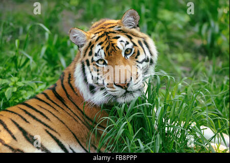 Tigres de l'amour sur un jour d'été dans l'herbe Banque D'Images