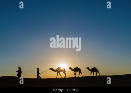 Les nomades avec des dromadaires (chameaux) au lever du soleil dans le désert du Sahara du Maroc. Banque D'Images