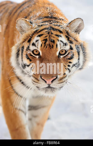 Tigre de Sibérie sauvage magnifique sur la neige Banque D'Images