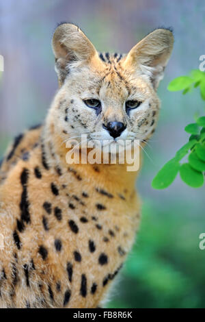 Chat Serval (Felis serval) marche dans l'environnement naturel Banque D'Images