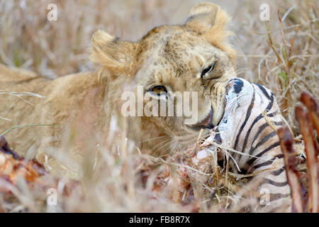 Manger un Lion, zèbre, parc national du Kenya, Afrique Banque D'Images