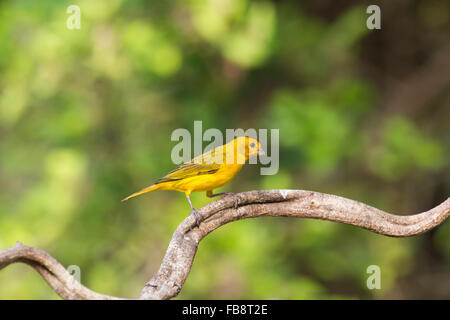 Sicalis flaveola Finch (safran) sur une branche, Pantanal, Mato Grosso, Brésil Banque D'Images