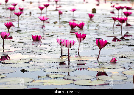 Le Lac de water lily, la Thaïlande, Udonthani Banque D'Images