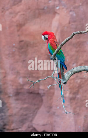 Le rouge et vert Macaw (Ara chloropterus) perché sur une branche dans das Araras Buraco, Mato Grosso do Sul, Brésil Banque D'Images