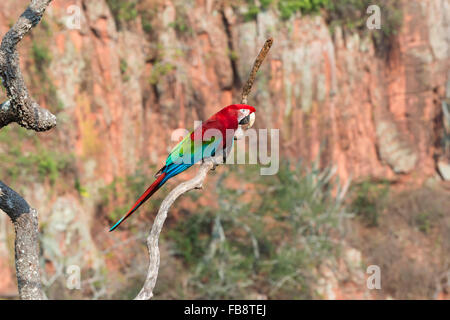 Le rouge et vert Macaw (Ara chloropterus) perché sur une branche dans das Araras Buraco, Mato Grosso do Sul, Brésil Banque D'Images