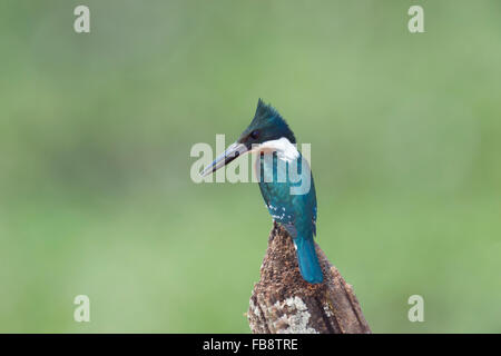 Martin-pêcheur vert (Chloroceryle Americana), Pantanal, Mato Grosso, Brésil Banque D'Images