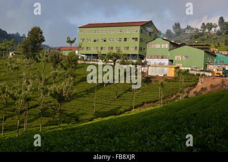 La plantation de thé avec un tissu à Ooty, Inde du Sud Banque D'Images