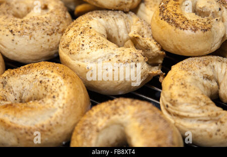 Bagels tout sur grille de refroidissement, propagation centre avec fond blanc Banque D'Images