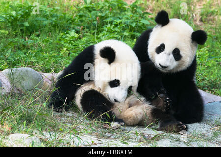 Les jeunes âgés de deux ans, Panda géant (Ailuropoda melanoleuca), de la Chine et de Conservation Centre de recherche pour les pandas géants, Chengdu Banque D'Images