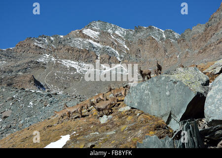 Bouquetin dans le Parc National Gran Paradiso, Italie Banque D'Images