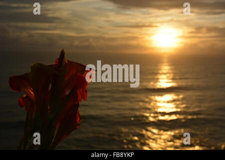 Orchidée fleur pendant le coucher du soleil à Goa, Inde du Sud Banque D'Images