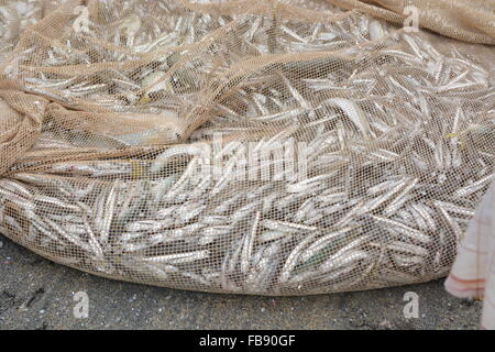 Goa, Inde - 5 novembre 2015 - Les pêcheurs de poissons de capture la façon traditionnelle et réparer leurs filets énormes Banque D'Images