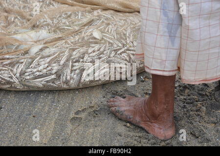 Goa, Inde - 5 novembre 2015 - Les pêcheurs de poissons de capture la façon traditionnelle et réparer leurs filets énormes Banque D'Images