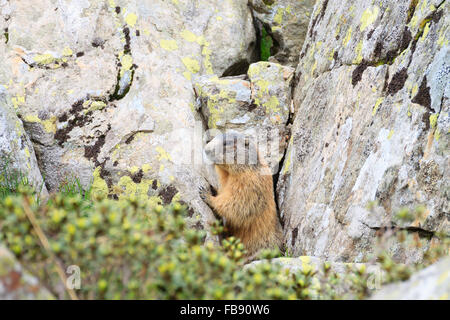 Close up d'une marmotte alpine le long d'un chemin de randonnée, Alpes italiennes, panorama de montagne Banque D'Images