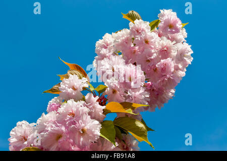 Fleurs de Printemps Sakura contre le ciel bleu Banque D'Images