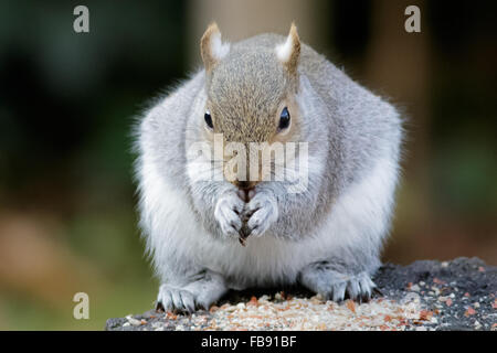 L'Écureuil gris (Sciurus carolinensis) de manger des arachides sur une souche d'arbre. Banque D'Images