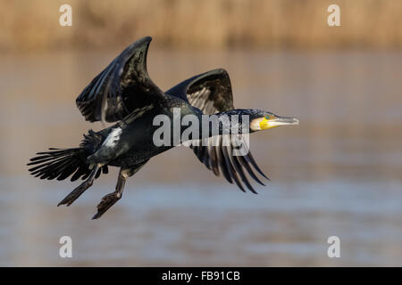 Grand Cormoran (Phalacrocorax carbo) taking off contre une roselière et des zones humides arrière-plan. Banque D'Images