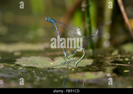 (Coenagrion puella) pondre des œufs ou ovipositiing sous un nénuphar. Banque D'Images