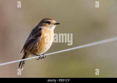 Stonechat femelle (Saxicola rubicola) perché sur un fil de clôture. Banque D'Images