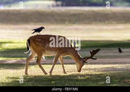 Un daim (Dama dama) de nourriture dans le parc avec un choucas sur son dos. Banque D'Images