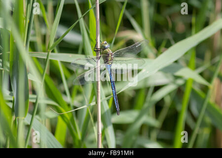 Libellule anax empereur mâle (imperator) perché sur une tige de roseau. Banque D'Images