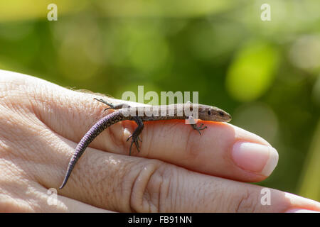 Lézard (Zootoca vivipara commun) pris en charge par un spécialiste des reptiles. Banque D'Images