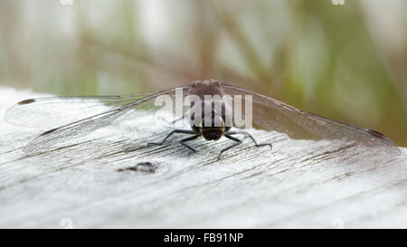 Dard Noir (Sympetrum danae) perché sur un trottoir. Banque D'Images