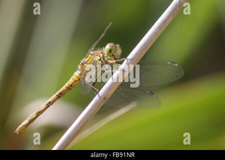 Les femelles Sympetrum striolatum (dard) perché sur une tige. Banque D'Images