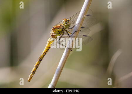 Les femelles Sympetrum striolatum (dard) perché sur une tige. Banque D'Images