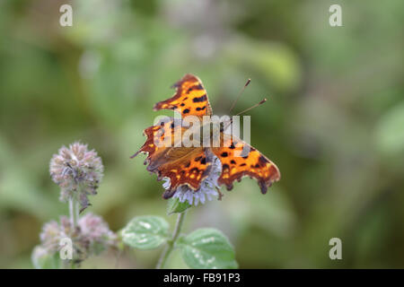 Comma butterfly perché sur une fleur. Banque D'Images