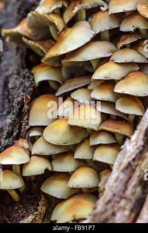 Touffe de soufre (champignons Hypholoma fasciculare) poussant sur un tronc d'arbre. Banque D'Images