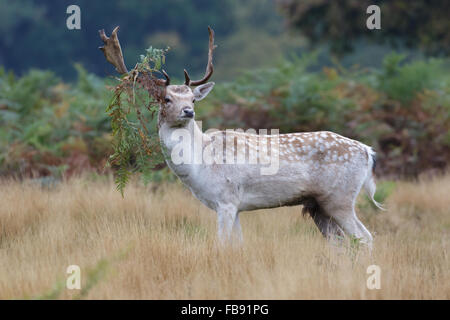 De couleur pâle fallow deer rut buck (Dama dama) avec bracken accrochée à ses bois. Banque D'Images