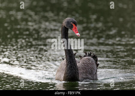 Seul le cygne noir (Cygnus atratus) nager vers la caméra. Banque D'Images