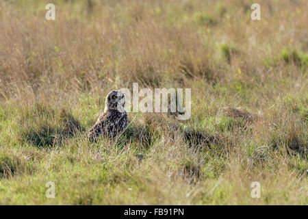 Le hibou des marais (Asio flammeus) reposant dans la longue herbe dans un pré. Banque D'Images